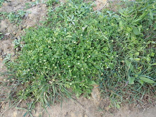 Common Cotula
