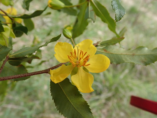 Small-leaved plane