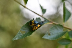 Monocesta ducalis