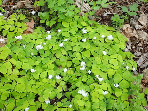 Paprastasis kiškiakopūstis