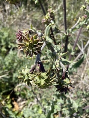 Cirsium fontinale
