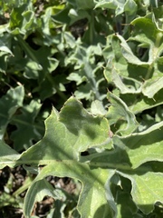 Cirsium fontinale
