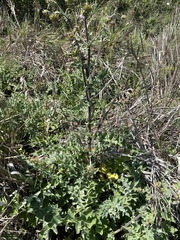 Cirsium fontinale