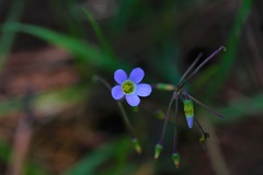 Oxalis tetraphylla