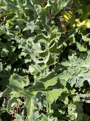 Cirsium fontinale