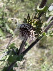 Cirsium fontinale
