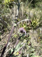 Cirsium fontinale