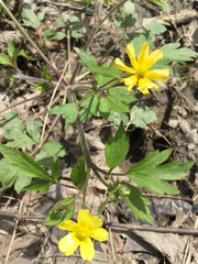 Ranunculus hispidus nitidus