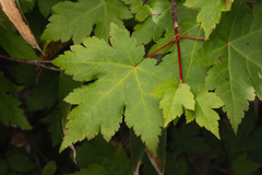 Acer tschonoskii, photograph (c) Saryu Mae 前 朝琉, some rights reserved (CC BY)