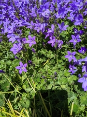 Campanula poscharskyana