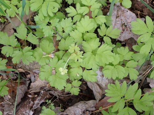 Muskusinis ūksminas