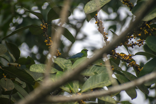 Dotted Tanager (Ixothraupis varia), photo 6