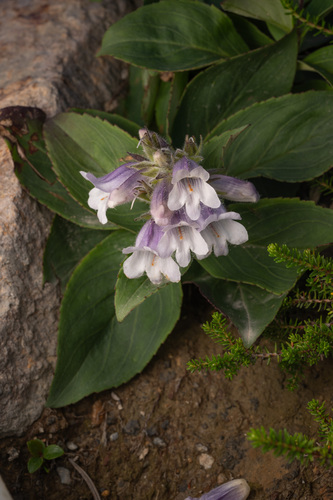 Pennellianthus frutescens, photograph 2