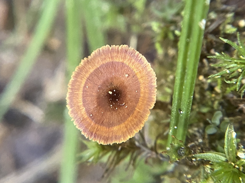 Shiny cinnamon polypore · August 2026 · photo: Photo: no rights reserved · iNaturalist