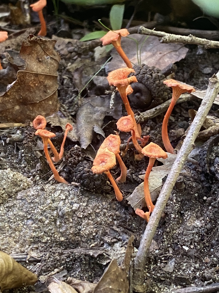 Red Chanterelle · August 2026 · photo: Photo: no rights reserved · iNaturalist