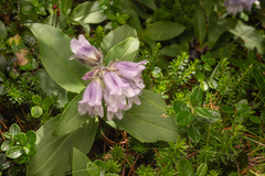 (c) Saryu Mae 前 朝琉, some rights reserved (CC BY) Pennellianthus frutescens, photograph (c) Saryu Mae 前 朝琉, some rights reserved (CC BY)