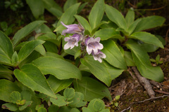 Pennellianthus frutescens