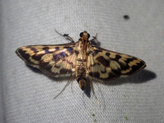 Rhimphalea heranialis