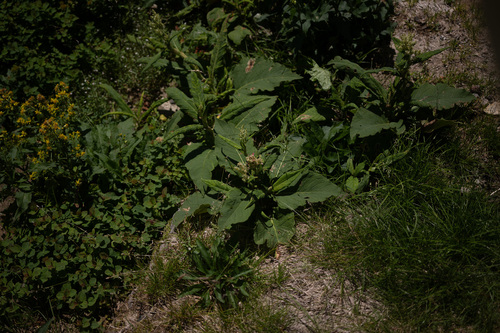 Koenigia weyrichii, photograph 2