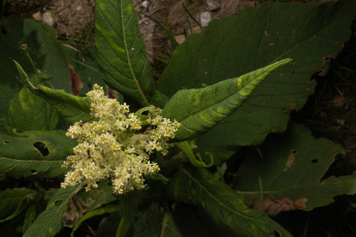 Koenigia weyrichii, photograph 1