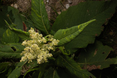 Koenigia weyrichii, photograph (c) Saryu Mae 前 朝琉, some rights reserved (CC BY)