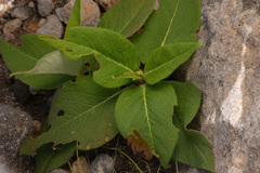 Koenigia weyrichii