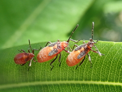 Caenocoris nerii