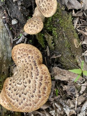 Cerioporus squamosus