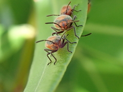Caenocoris nerii