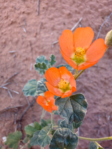 Sphaeralcea parvifolia, photograph 5