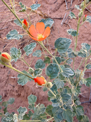 Sphaeralcea parvifolia, photograph (c) Katie A, some rights reserved (CC BY)