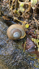 Zachrysia provisoria