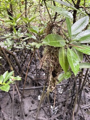 Rhizophora apiculata, photograph (c) Richard Littauer, some rights reserved (CC BY)