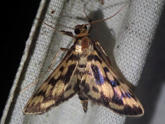 Rhimphalea heranialis