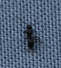 Camponotus werthi