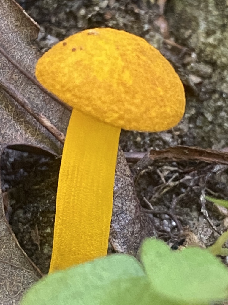 flaming gold bolete · August 2026 · photo: Photo: no rights reserved · iNaturalist