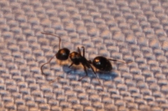 Camponotus werthi