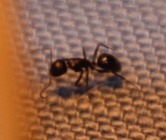 Camponotus werthi
