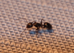 Camponotus werthi
