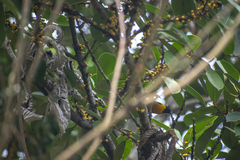 Euphonia xanthogaster