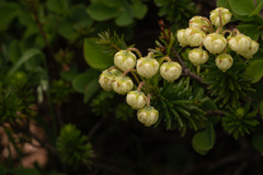 Phyllodoce aleutica