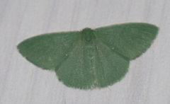 Chlorocoma clopia