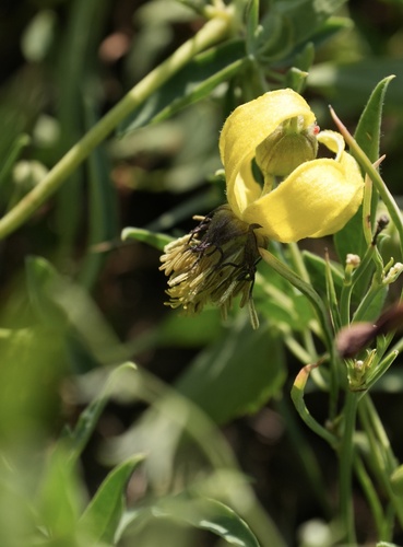 Clematis intricata