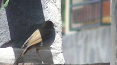 Catharus occidentalis