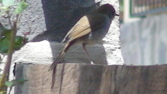 Catharus occidentalis