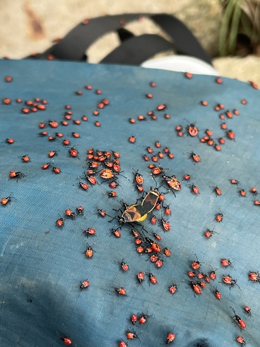 Harlequin Red Bug