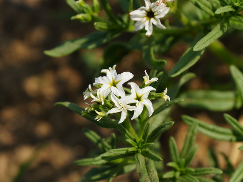 Siberian Sea-rosemary