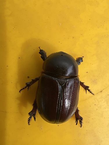 Cheiroplatys bifossus