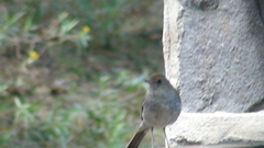 Catharus occidentalis