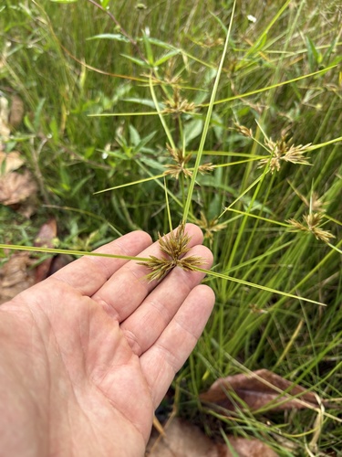 Cyperus polystachyos, photograph 6